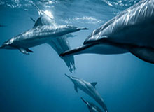 星空体育平台-奥巴梅扬睡机场风波后续：损害非洲足球形象，罚款！